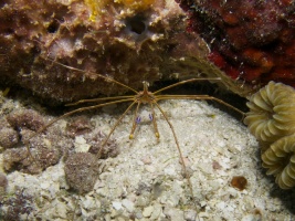 Yellowline Arrowcrab IMG 4618